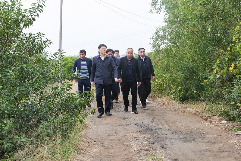 区委书记陈政带队到湖光镇调研红树林保护和旅游资源开发工作(图文杨阳传) (2).JPG