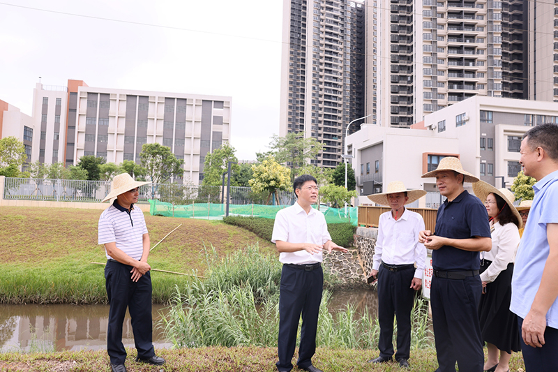 区委书记陈政调研督导黑臭水体整治和重点项目建设.jpg